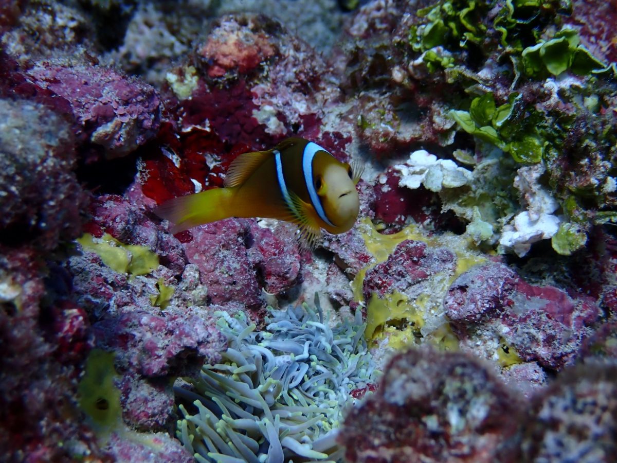 Corals and an anemone on the Moorea reef