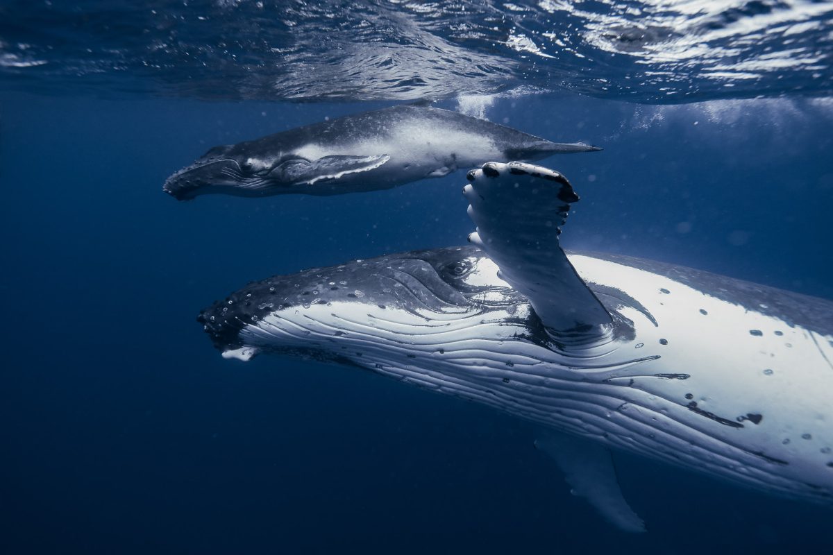 A humpback whale in open water