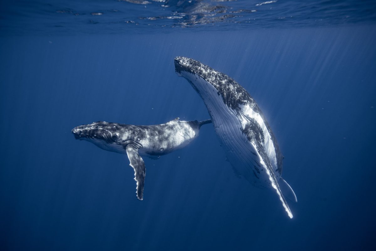 A humpback whale and her calf in open water