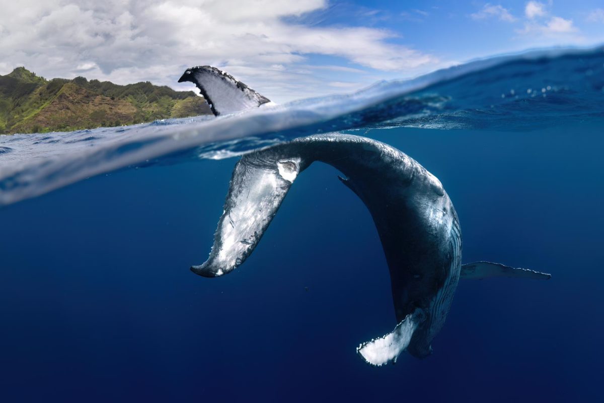 A humpback calf
