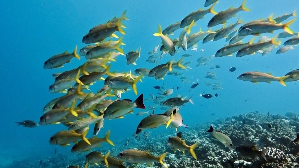 Un banc de poissons jaunes à Moorea