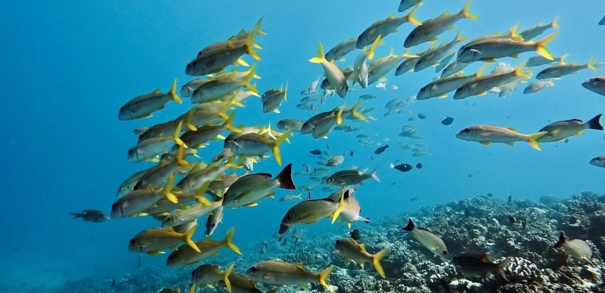 A school of yellow fish in Moorea