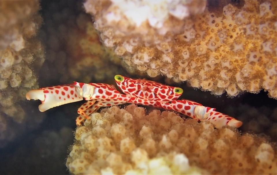 A small crustacean on the coral
