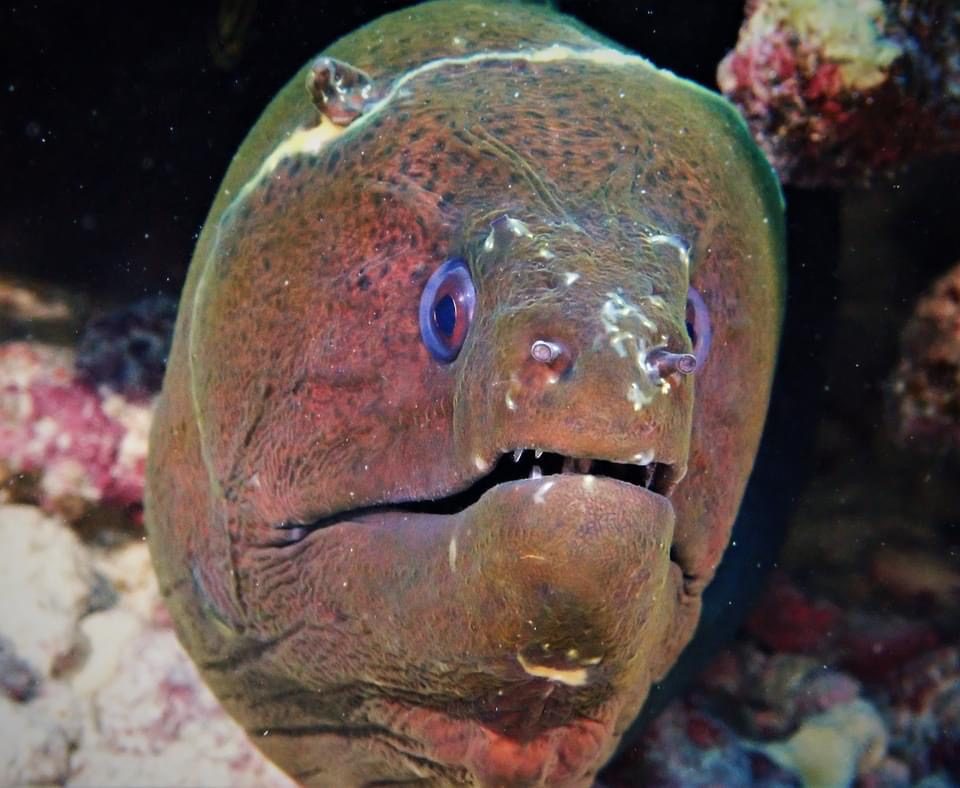 A moray eel in Moorea