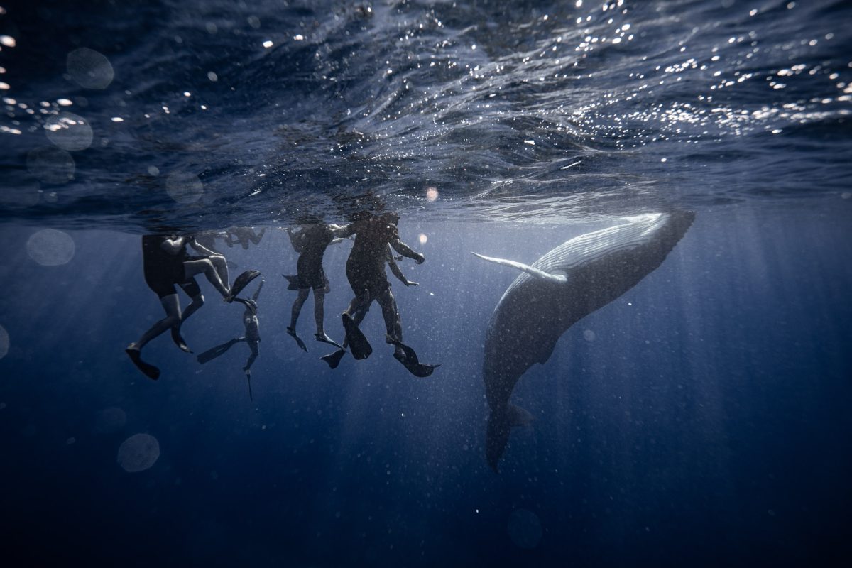 Swimmers at a distance from a humpback whale