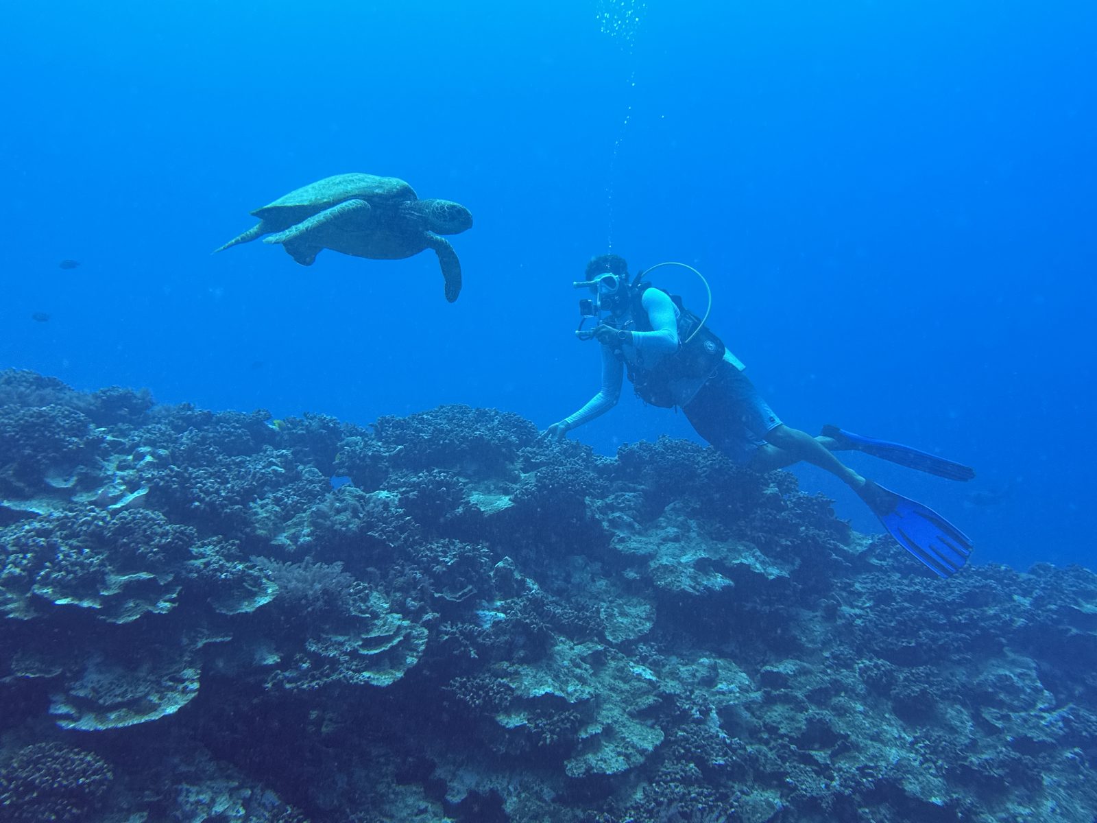 A diver and a turtle in open water, on the ocean side