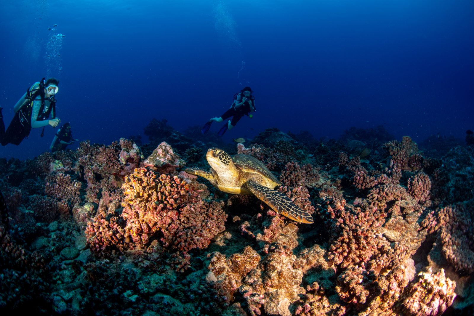 Two divers and a turtle above the Moorea reef