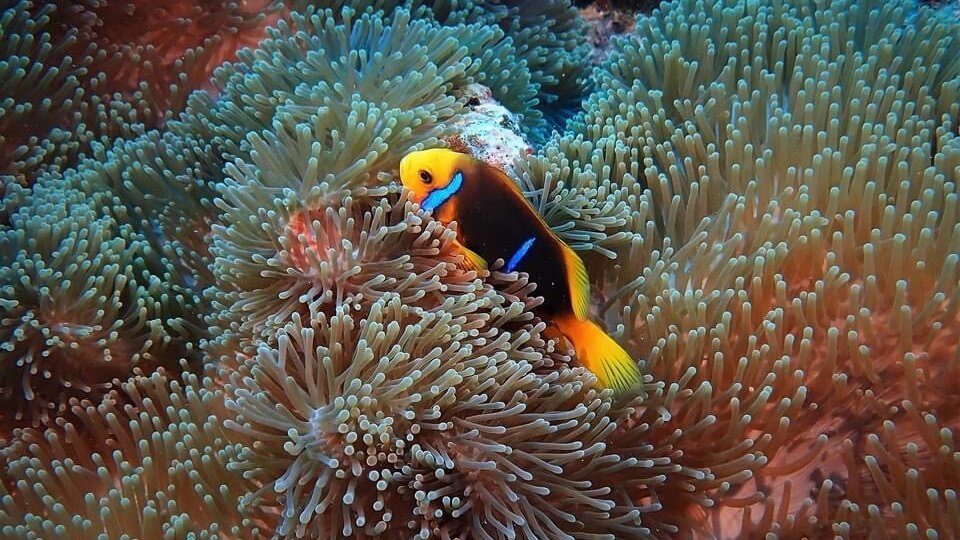 Un poisson-clown dans son anémone à Moorea