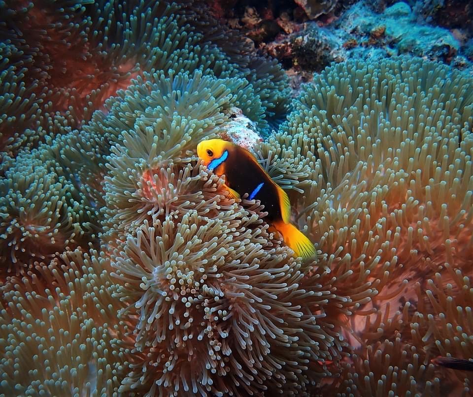 A clownfish in its anemone