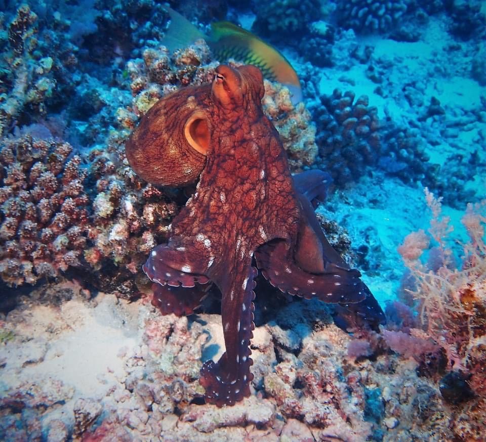 An octopus on the Moorea reef