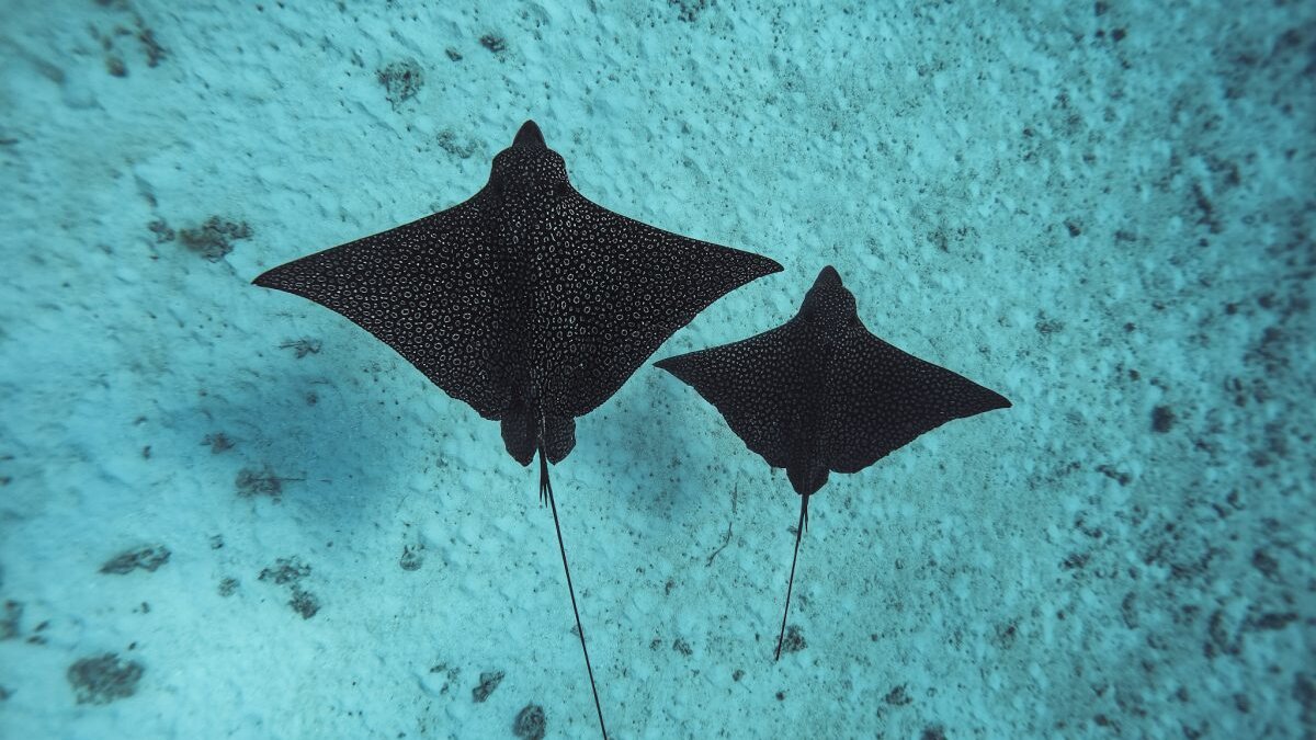 Deux raies léopard dans les eaux turquoise de Moorea