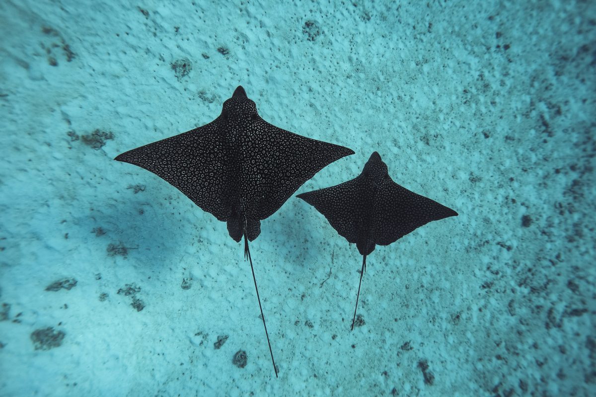Two spotted eagle rays in Moorea