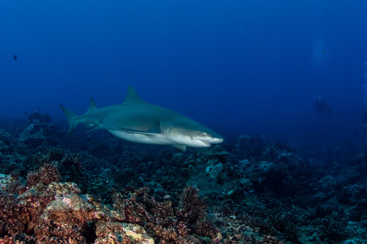 A lemon shark above the reef in Moorea
