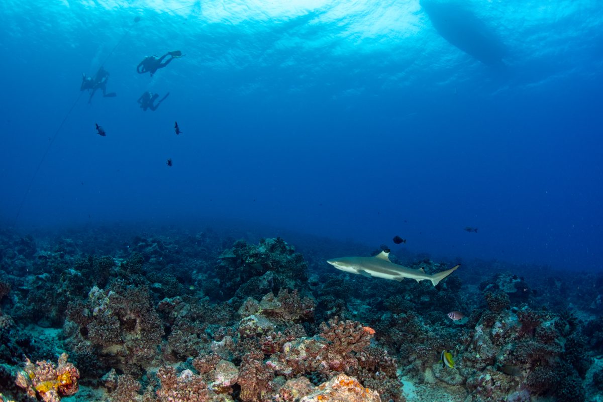 A shark and divers above the Moorea reef