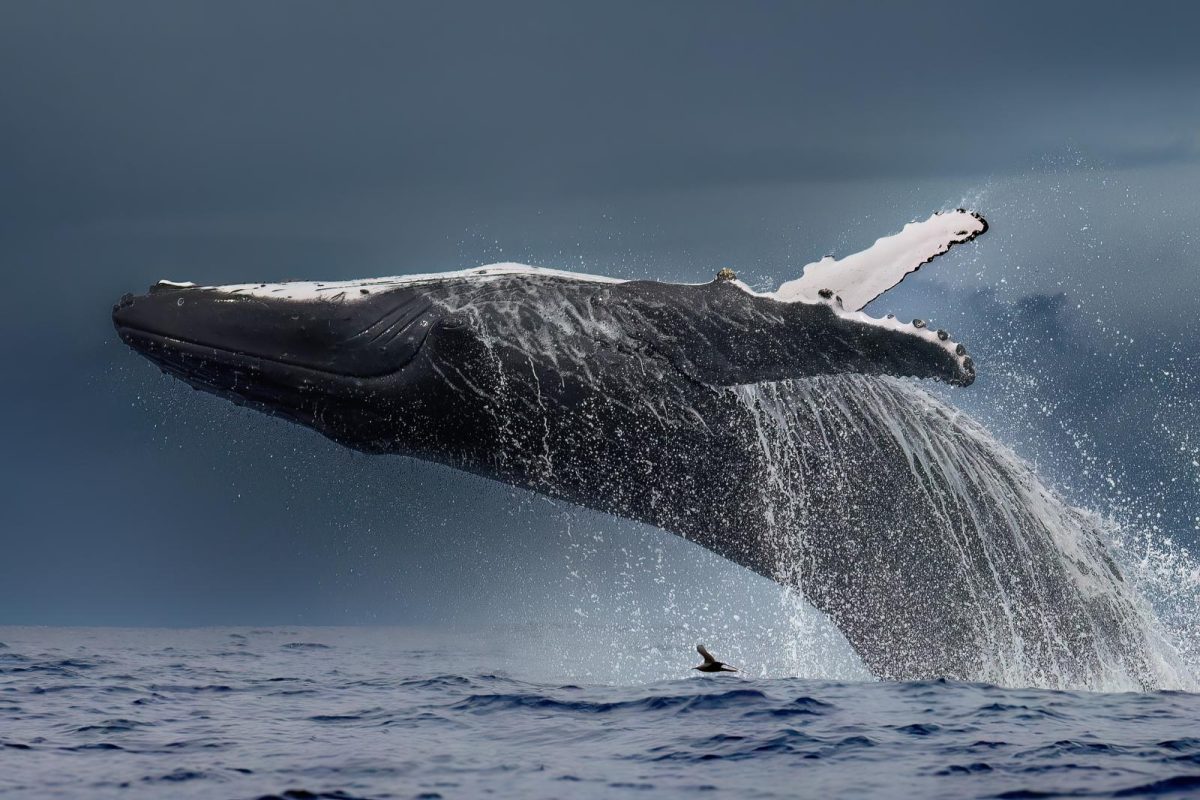 A humpback whale breaching