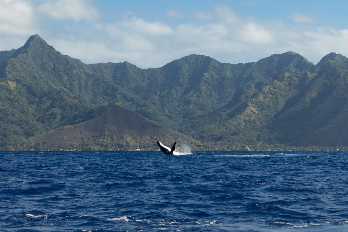 A humpback whale breaching