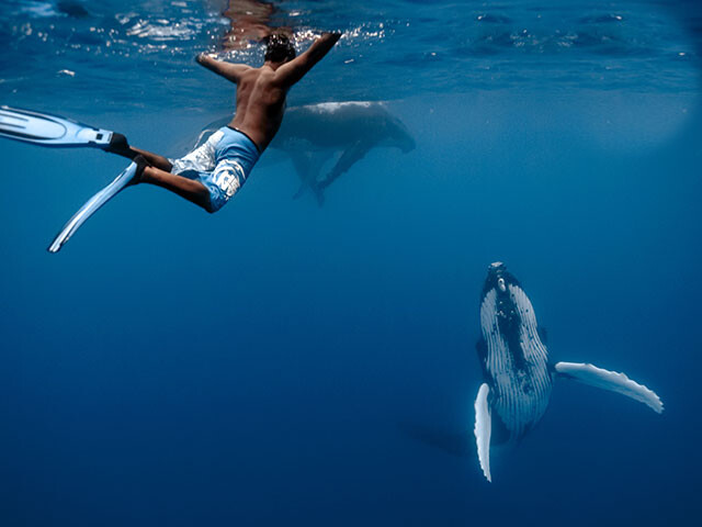 Snorkeling with a whale and her calf in Moorea