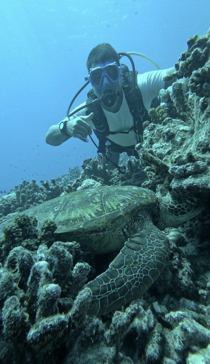 A turtle resting on the reef, next to a diver