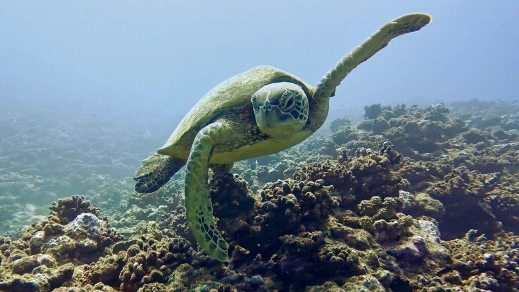 Une tortue au-dessus du récif à Moorea