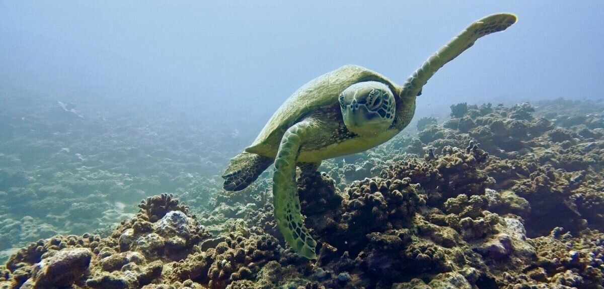 A turtle above the reef