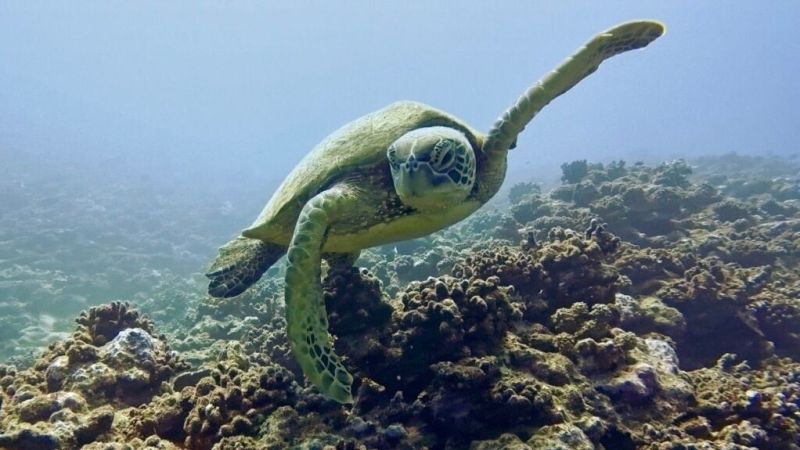 A turtle above the reef in Moorea