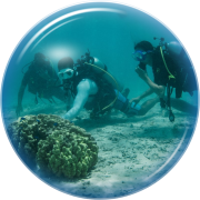 Discover dive in the Moorea lagoon