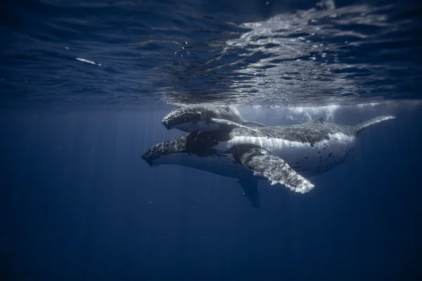 A humpback whale and her calf