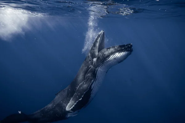 A humpback whale underwater