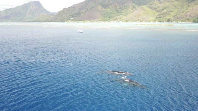 Humpback whales seen from the air, off Moorea