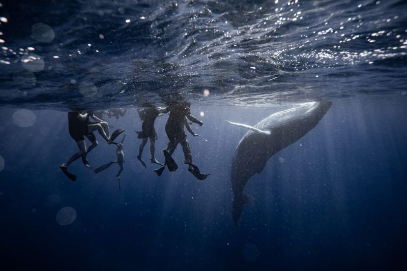 Swimmers at a distance from a humpback whale, off Moorea
