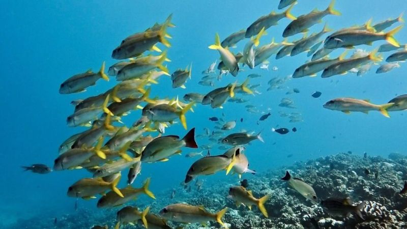A school of yellow fish in Moorea