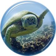 A turtle on the Moorea reef