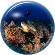 Fun dive in Moorea