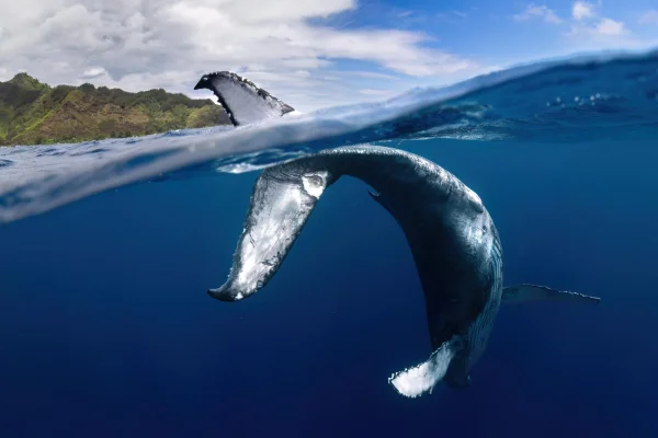 A humpback calf