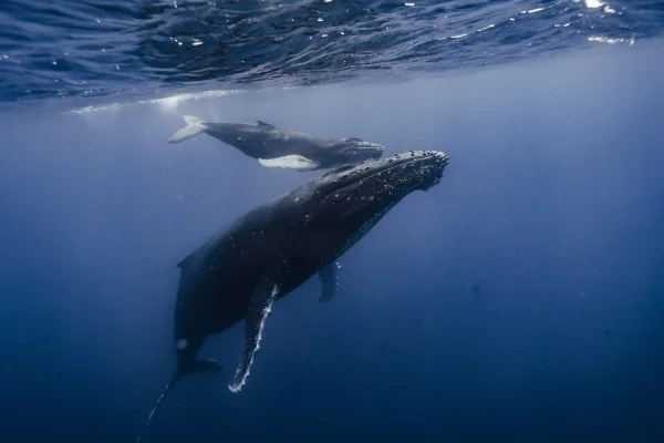 A humpback whale just below the surface