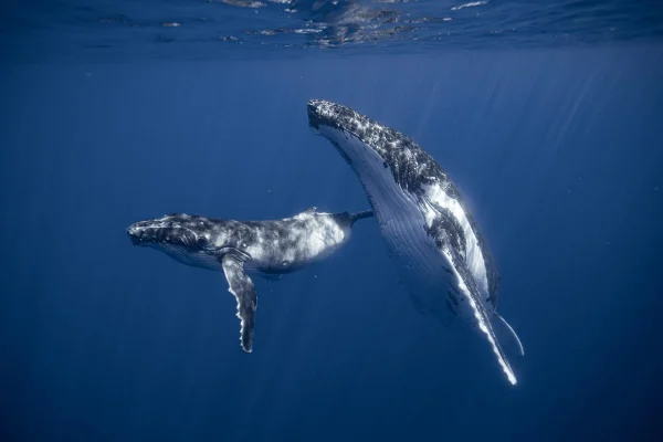 A humpback whale and her calf in open water