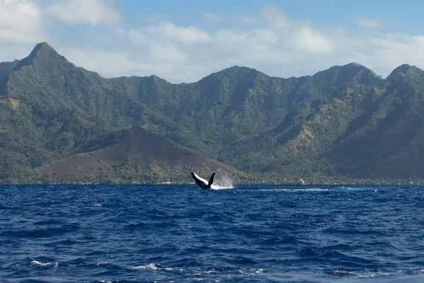 A humpback whale breaching